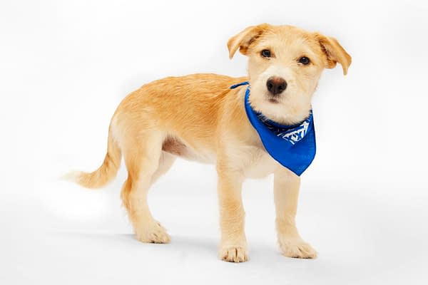 Puppy Bowl
