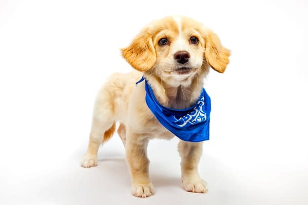 Puppy Bowl