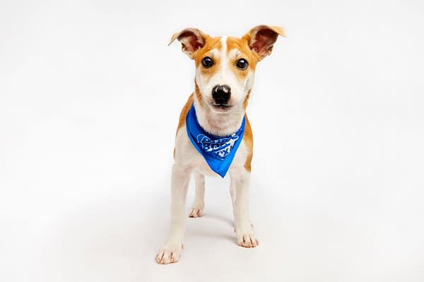 Puppy Bowl