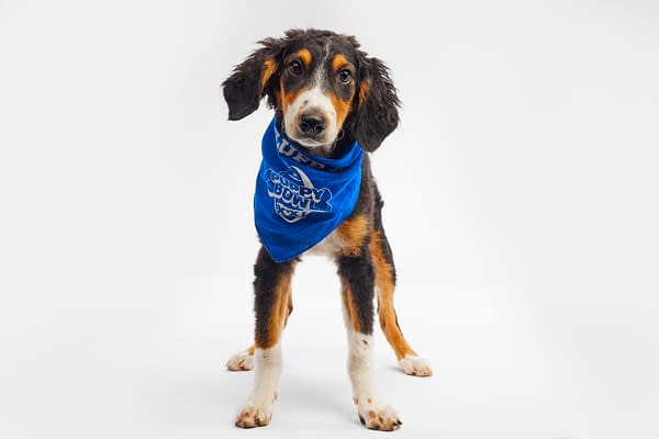 Puppy Bowl