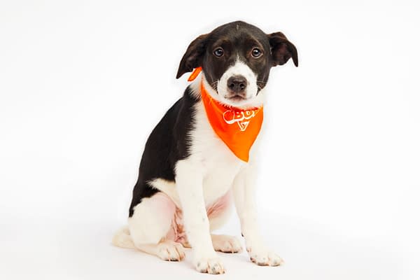 Puppy Bowl XXI Viewing Guide: Team Ruff/Team Fluff Rosters &#038; More!