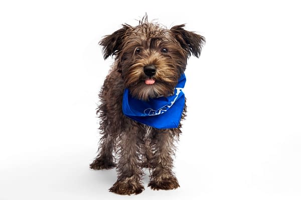 Puppy Bowl