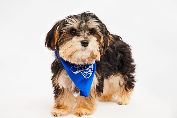 Puppy Bowl