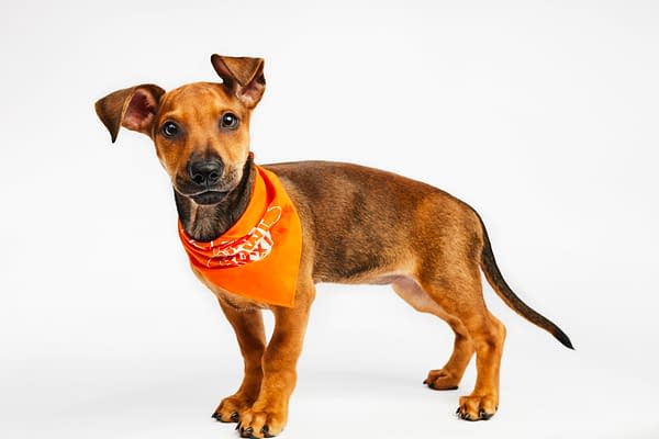 Puppy Bowl XXI Viewing Guide: Team Ruff/Team Fluff Rosters &#038; More!