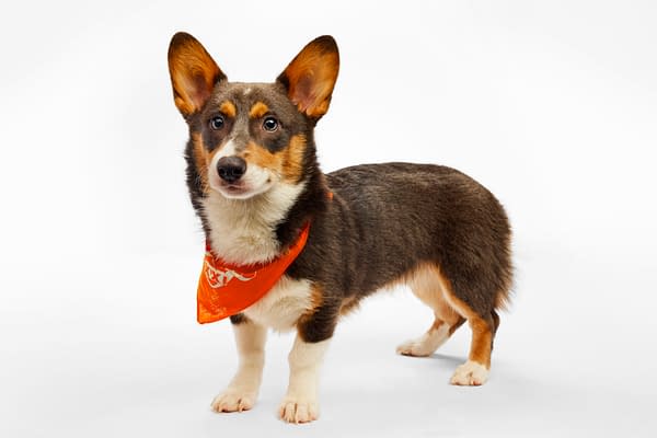 Puppy Bowl