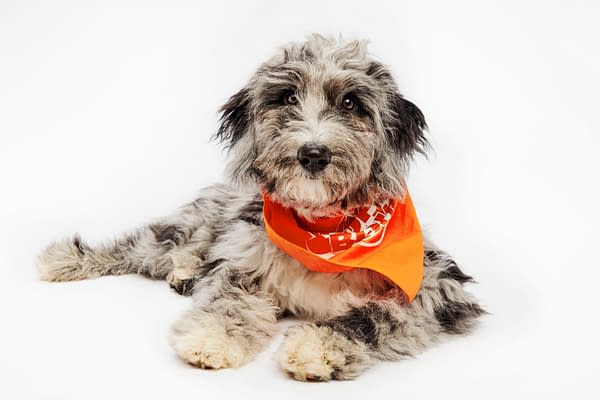 Puppy Bowl