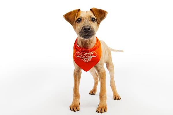 Puppy Bowl