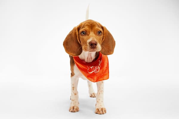 Puppy Bowl