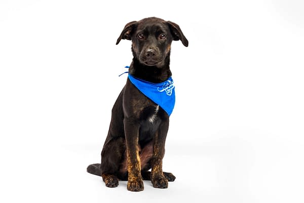 Puppy Bowl