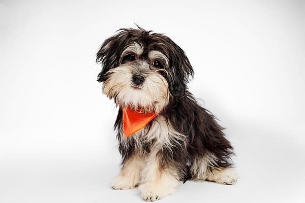 Puppy Bowl XXI Viewing Guide: Team Ruff/Team Fluff Rosters &#038; More!