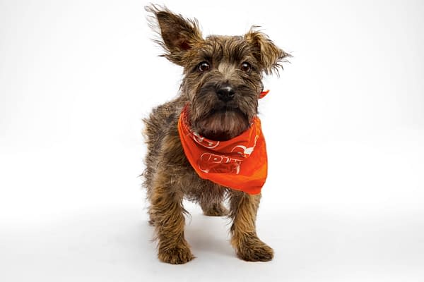 Puppy Bowl