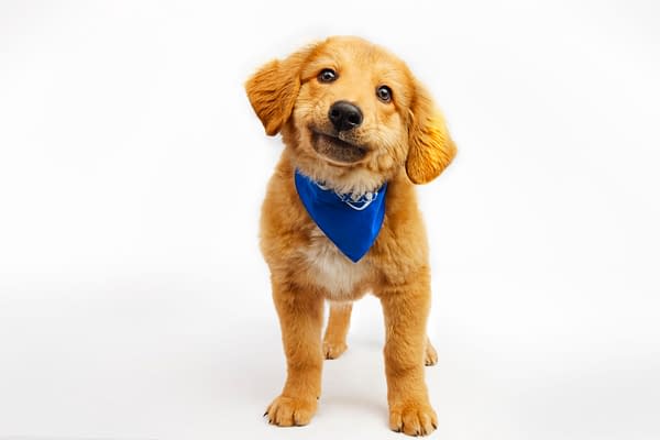 Puppy Bowl
