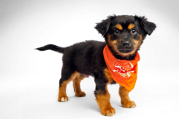 Puppy Bowl
