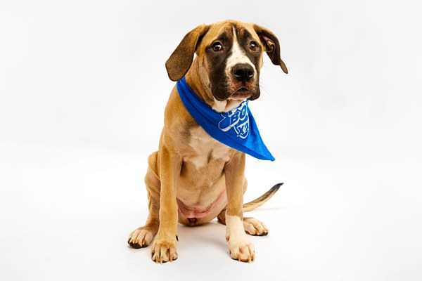 Puppy Bowl