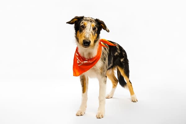 Puppy Bowl