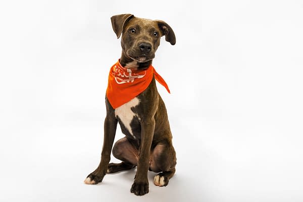 Puppy Bowl