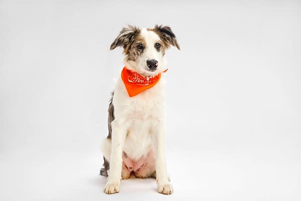 Puppy Bowl