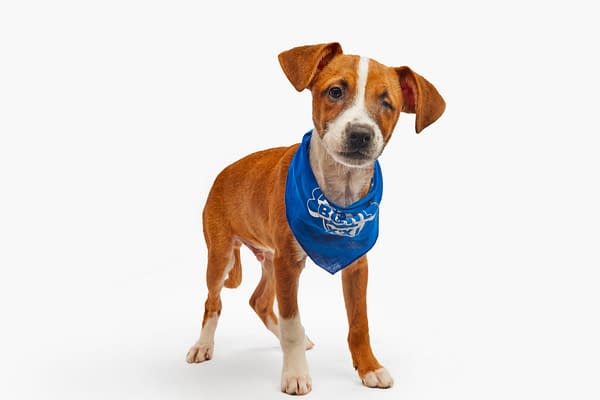 Puppy Bowl