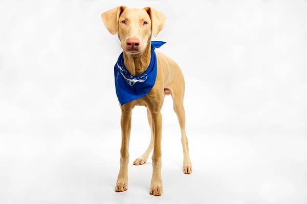 Puppy Bowl