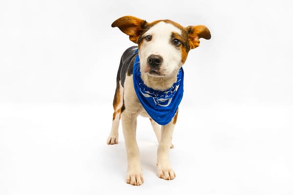 Puppy Bowl