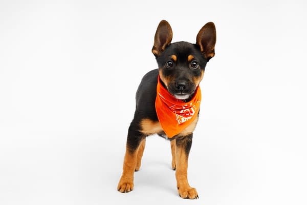 Puppy Bowl