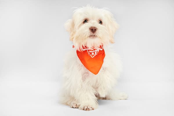Puppy Bowl