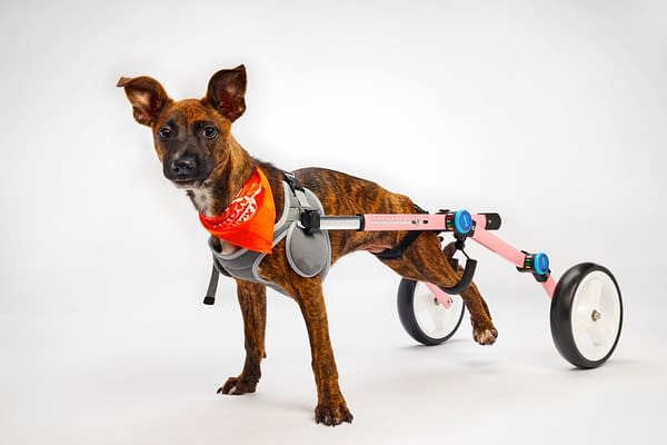 Puppy Bowl