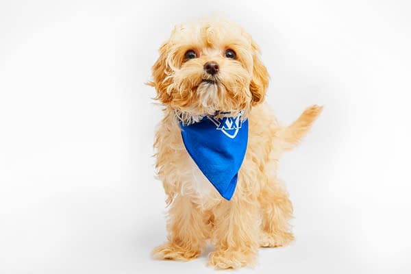 Puppy Bowl