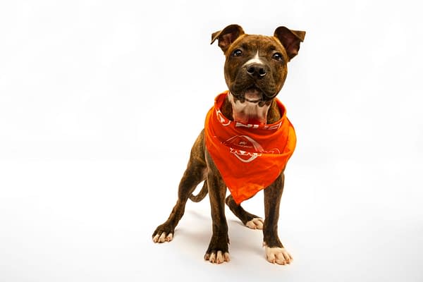 Puppy Bowl