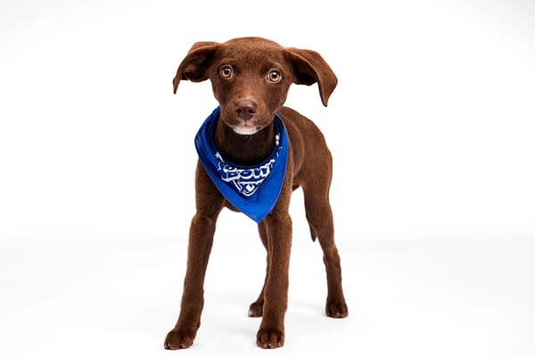 Puppy Bowl