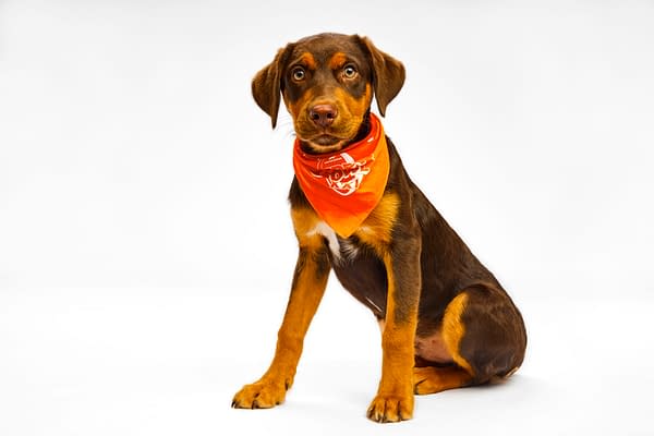 Puppy Bowl XXI Viewing Guide: Team Ruff/Team Fluff Rosters &#038; More!
