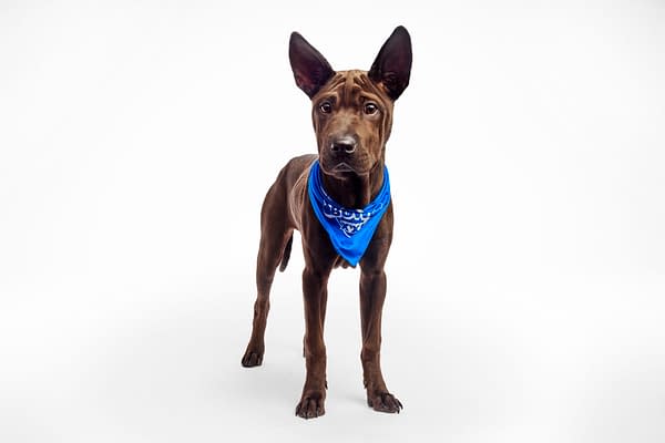 Puppy Bowl