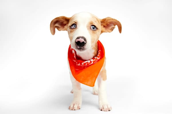 Puppy Bowl XXI Viewing Guide: Team Ruff/Team Fluff Rosters &#038; More!