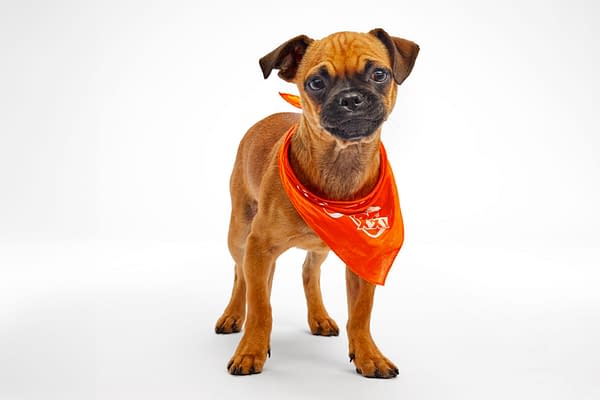 Puppy Bowl XXI Viewing Guide: Team Ruff/Team Fluff Rosters &#038; More!
