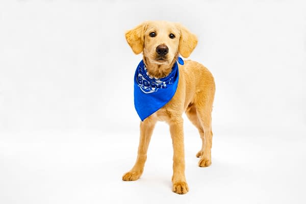 Puppy Bowl