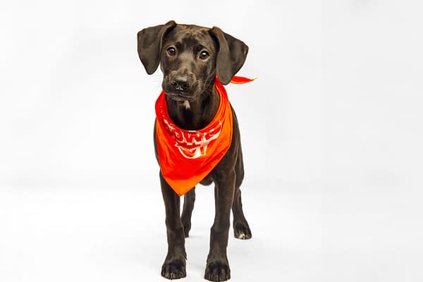 Puppy Bowl XXI Viewing Guide: Team Ruff/Team Fluff Rosters &#038; More!