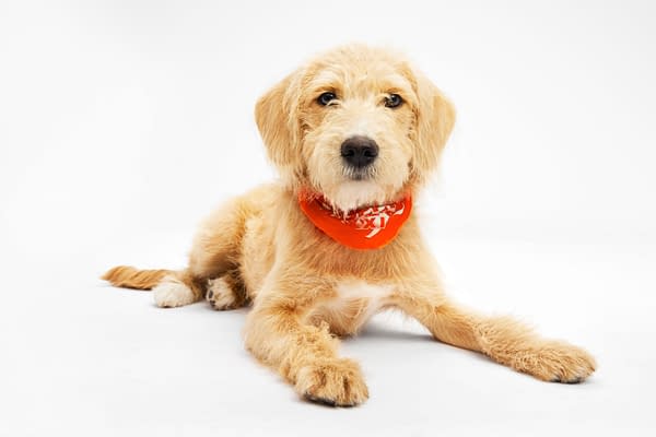 Puppy Bowl XXI Viewing Guide: Team Ruff/Team Fluff Rosters &#038; More!