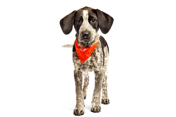 Puppy Bowl XXI Viewing Guide: Team Ruff/Team Fluff Rosters &#038; More!