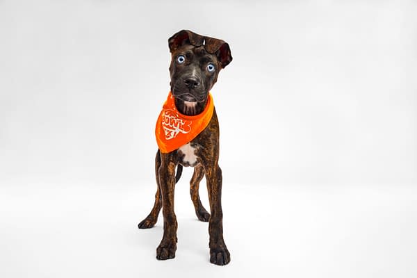 Puppy Bowl XXI Viewing Guide: Team Ruff/Team Fluff Rosters &#038; More!