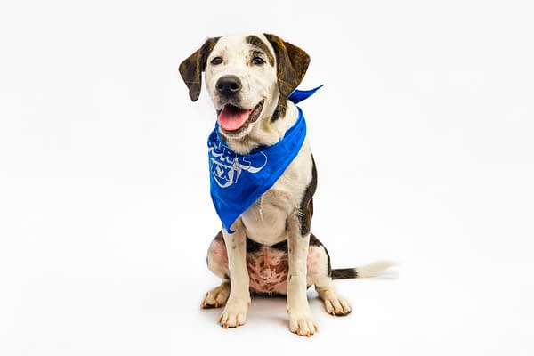 Puppy Bowl