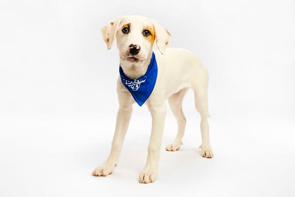 Puppy Bowl