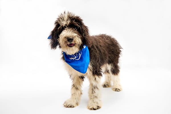 Puppy Bowl