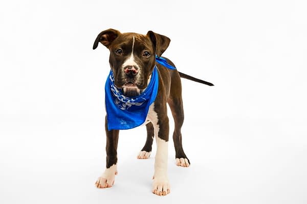 Puppy Bowl