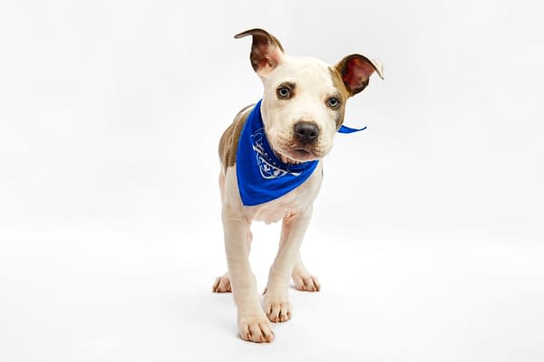 Puppy Bowl