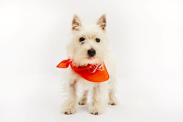 Puppy Bowl XXI Viewing Guide: Team Ruff/Team Fluff Rosters &#038; More!