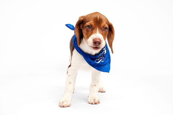 Puppy Bowl