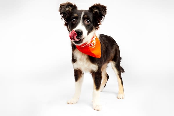 Puppy Bowl XXI Viewing Guide: Team Ruff/Team Fluff Rosters &#038; More!