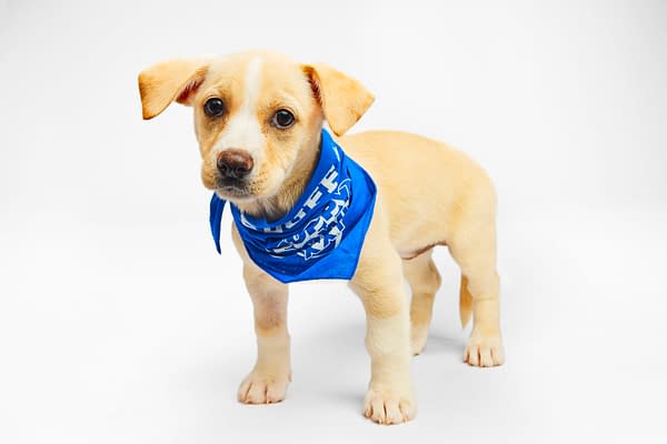 Puppy Bowl