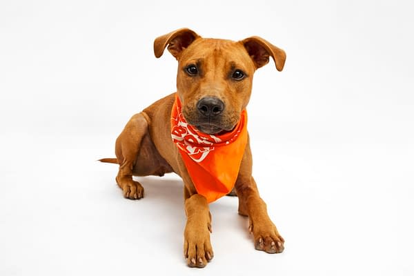 Puppy Bowl XXI Viewing Guide: Team Ruff/Team Fluff Rosters &#038; More!