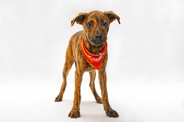 Puppy Bowl XXI Viewing Guide: Team Ruff/Team Fluff Rosters &#038; More!